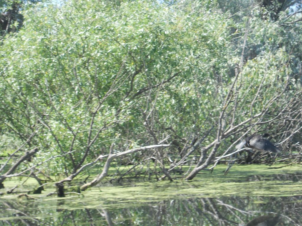 Pensiunea Cristal Τουλσέα Εξωτερικό φωτογραφία